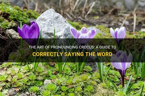 crocuses pronunciation